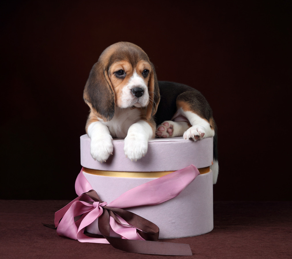 Фотосъемка щенков. Профессиональная фотосъемка домашних животных в Санкт-Петербурге. Фото