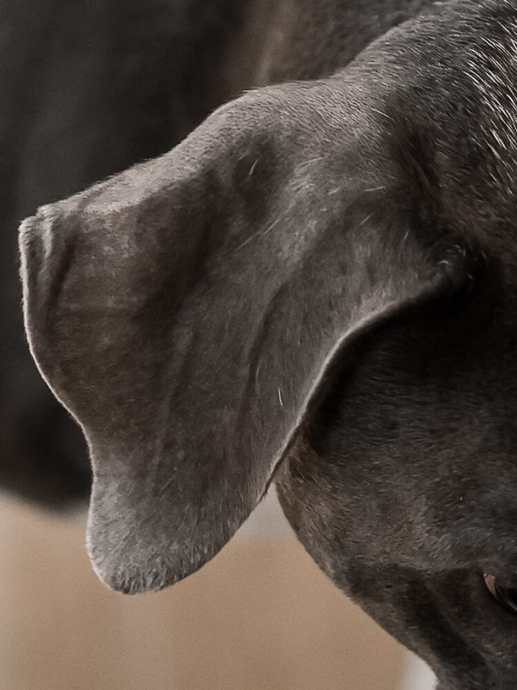 Тортик Даша и Никита. Фотограф-анималист в Москве Кириллова Татьяна