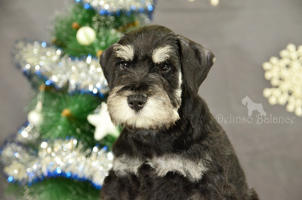 #питомникцвергшнауцеров #делинсобэлэнс #щенокцвергшнауцера