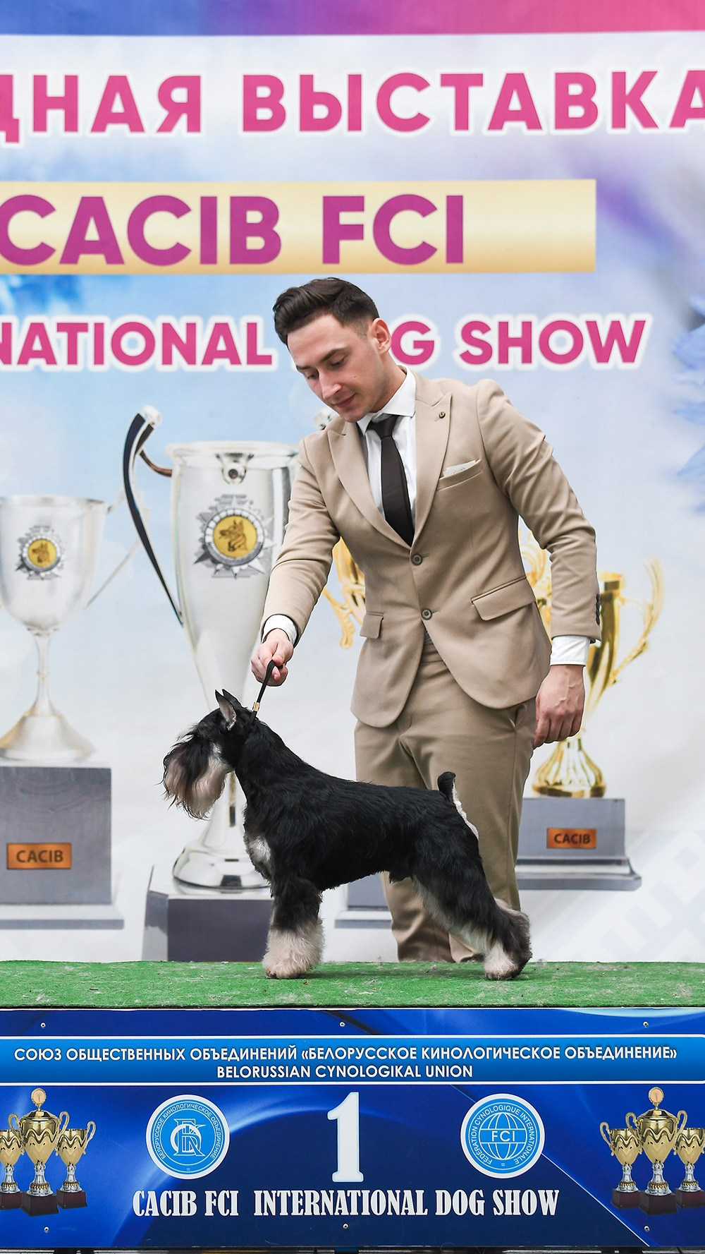 Оскар/Delinso Balance Zaffiro. Питомник цвергшнауцеров в Беларуси «Делинсо Бэлэнс»