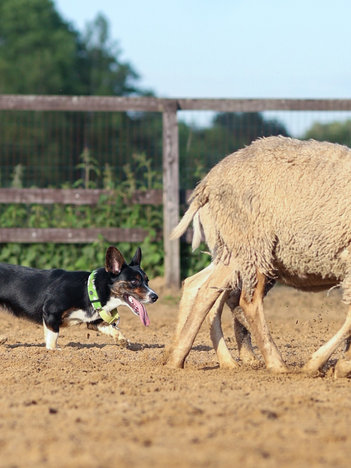 Пастьба. Фотограф-анималист в Москве Кириллова Татьяна