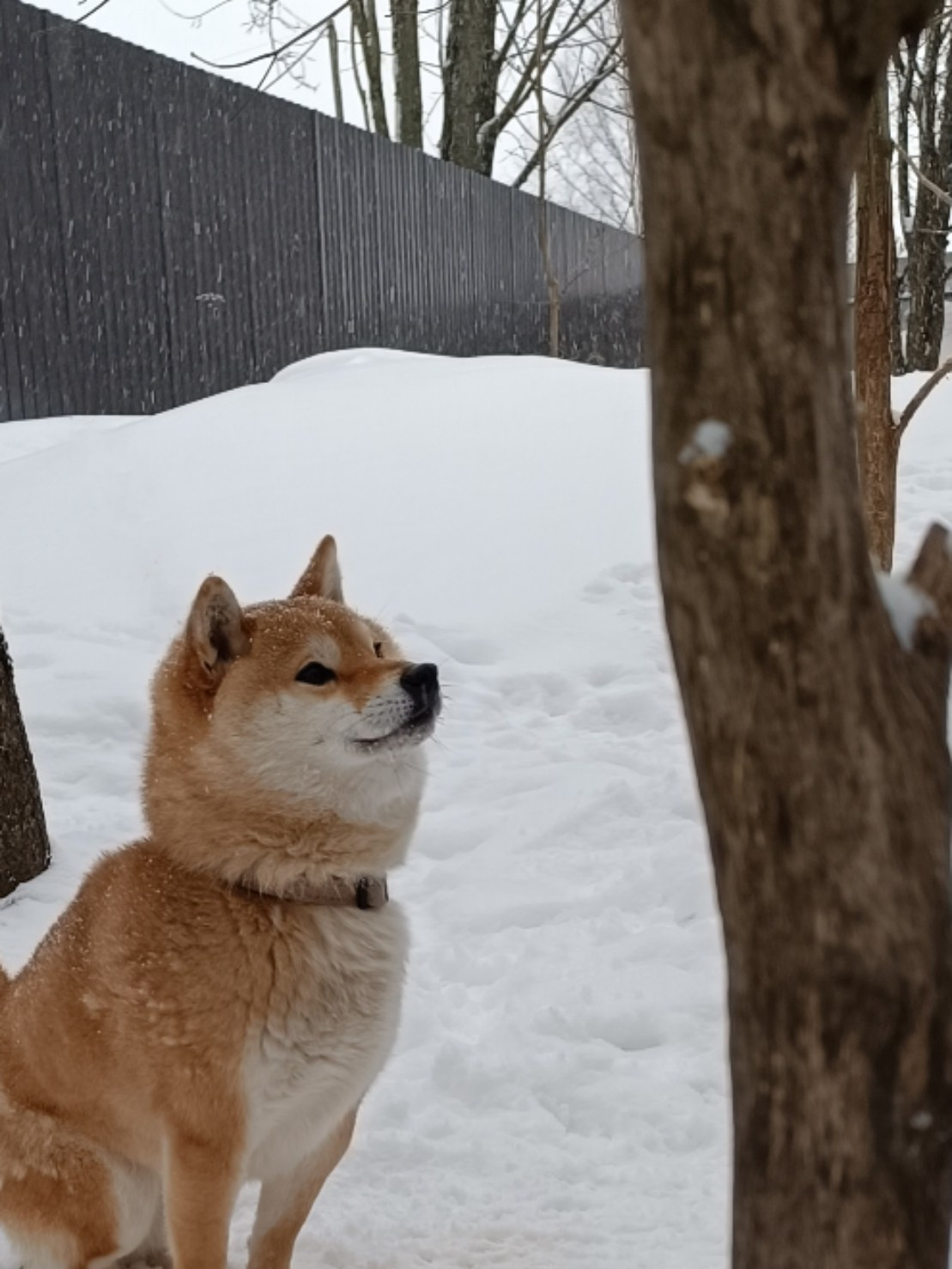 Rubylight Qiwi * Киви  сиба питомник Рубилайт