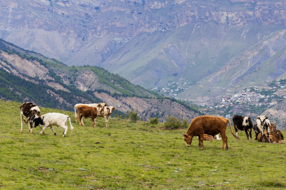 Животные. Photomantis