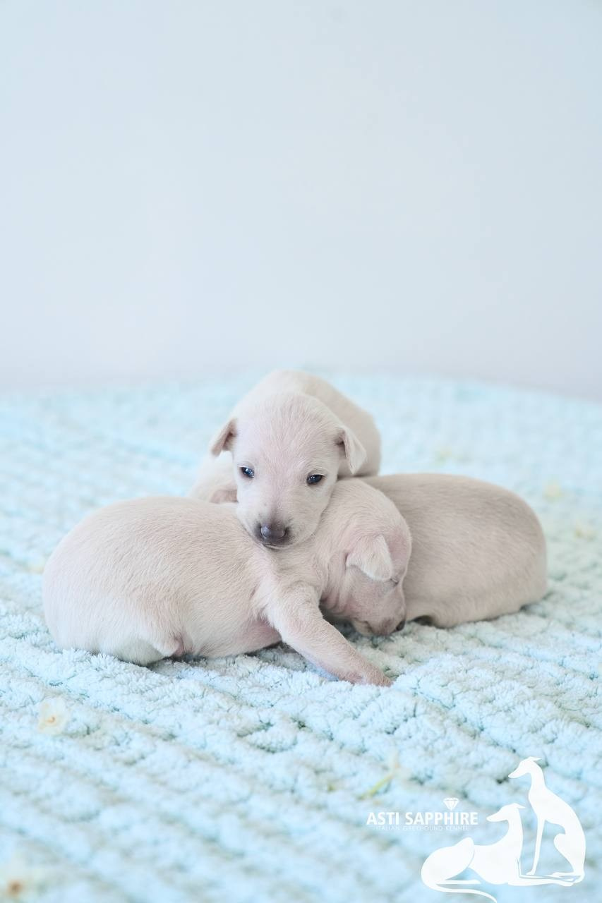 Крем. Профессиональный питомник левреток РКФ/FCI ASTI SAPPHIRE 💎 Сочи|Санкт-Петербург