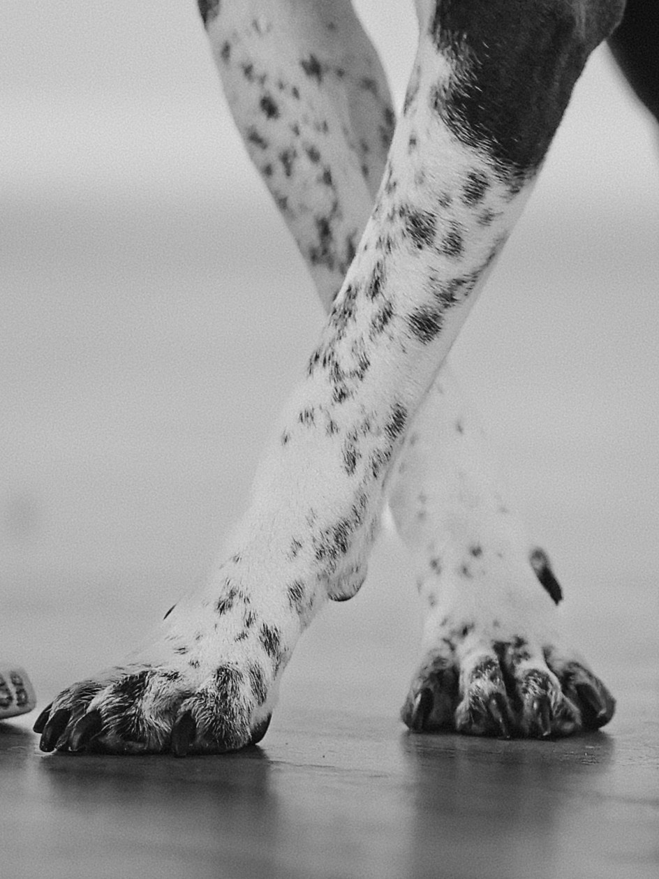 Тортик Даша и Никита. Фотограф-анималист в Москве Кириллова Татьяна