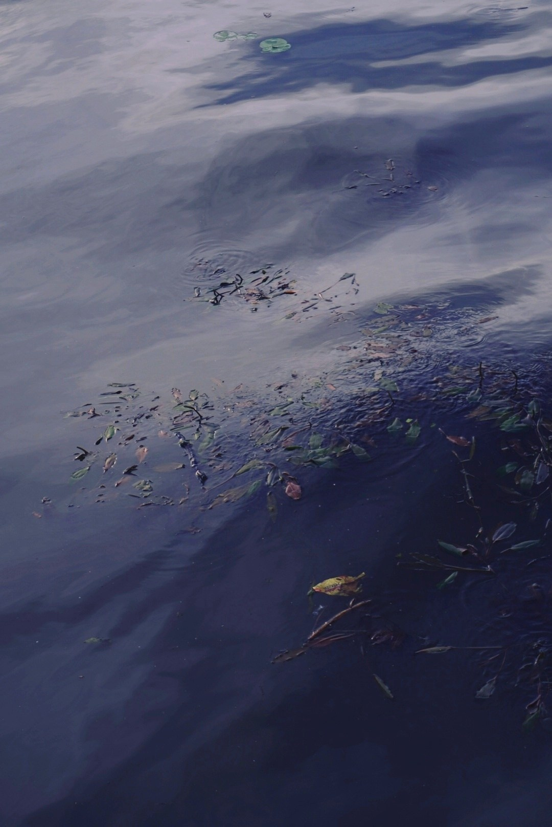 Природа. Настасья Проценко. Фотограф