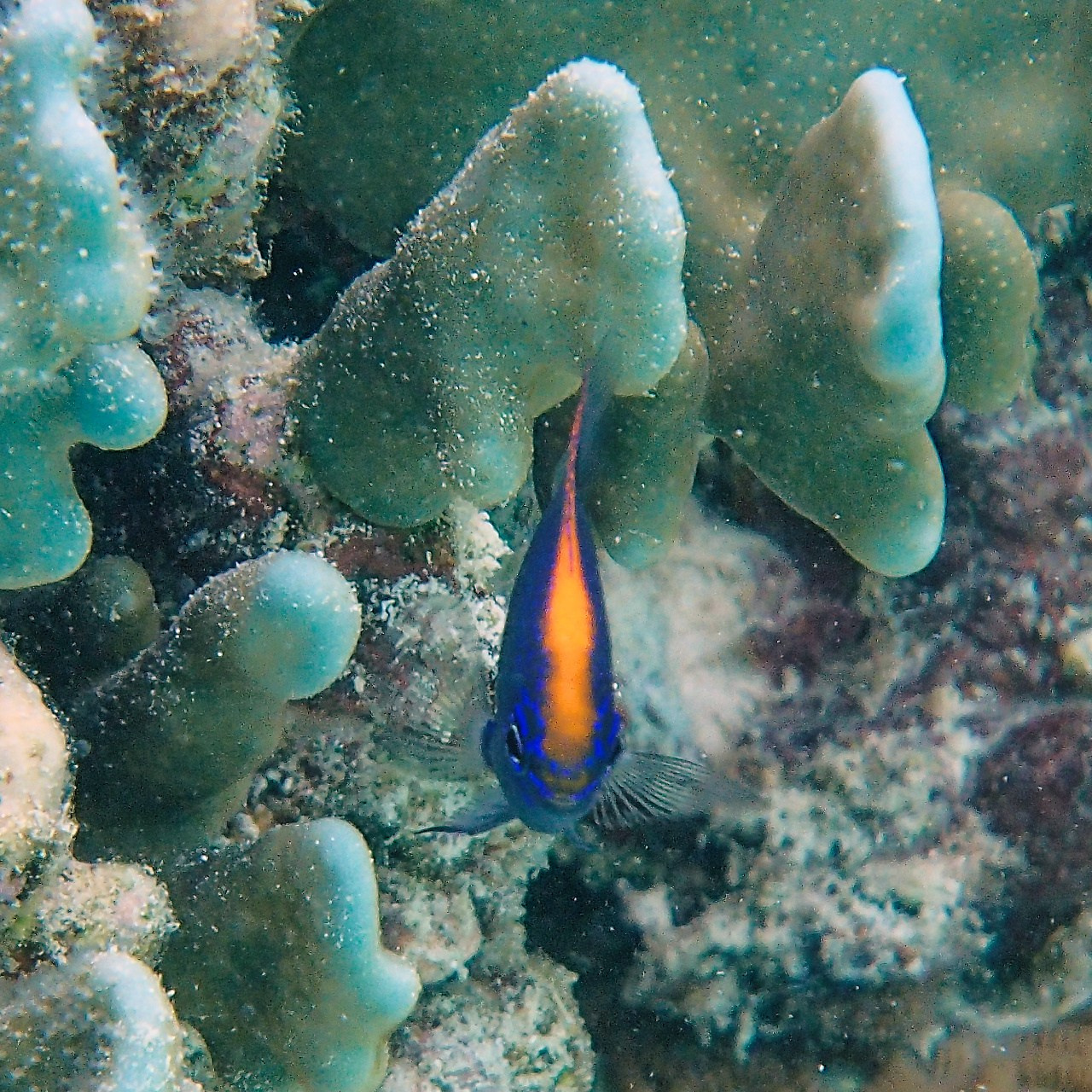 Мне посмотреть. Рыбов показываю