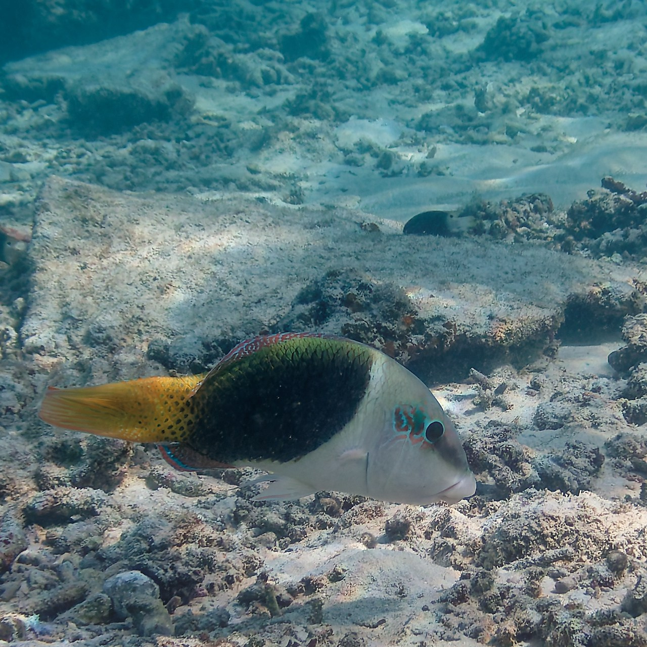 Мне посмотреть. Рыбов показываю