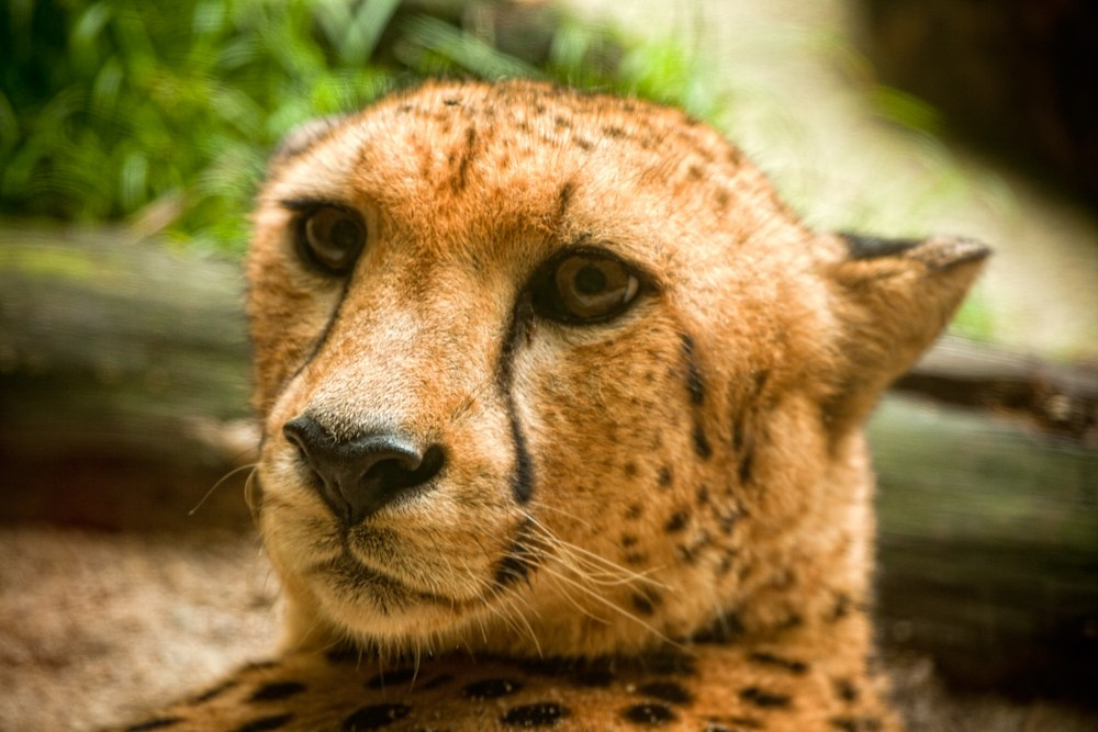 Wildlife photography. Photographer Kirill Sergeev | Moscow