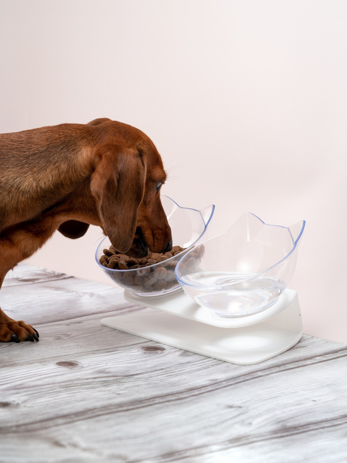 Съемки с животными. КЕД Студия-контент агентство полного цикла СПБ. Создаём фото, видео и контент, который помогает брендам и селлерам продавать больше