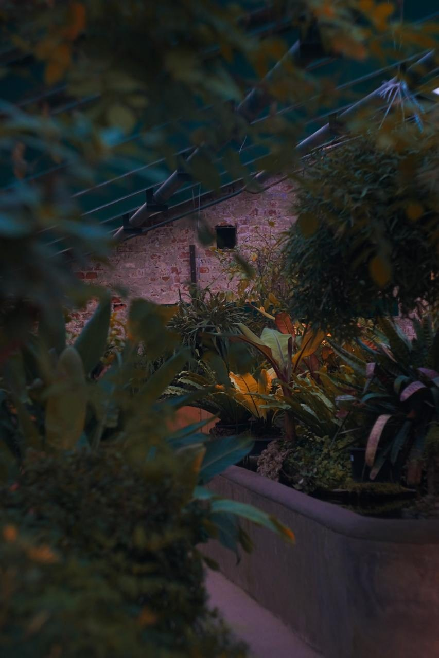 Аптекарский огород. Софа Катастрофа, Одичание. фотохудожница, креативный продюсер, автор. Nude, eros, портретный фотограф