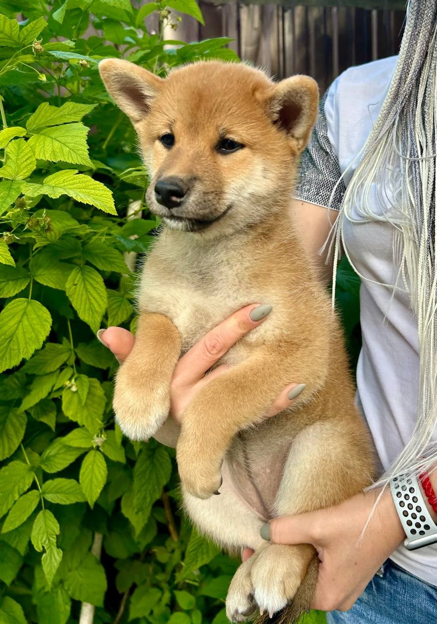 сиба питомник Рубилайт щенки на продажу rubylight  сиба щенки купить СПб Санкт-Петербург