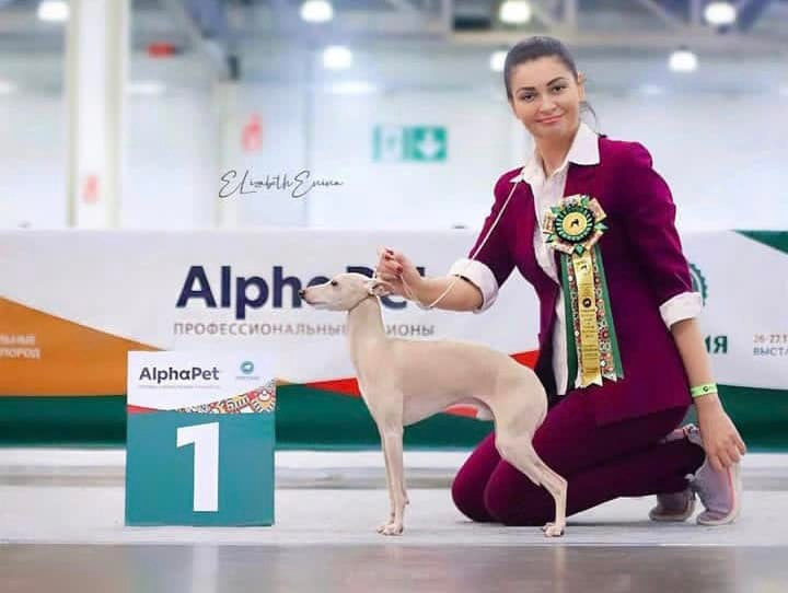 Профессиональный питомник левреток РКФ/FCI ASTI SAPPHIRE 💎 Сочи|Санкт-Петербург