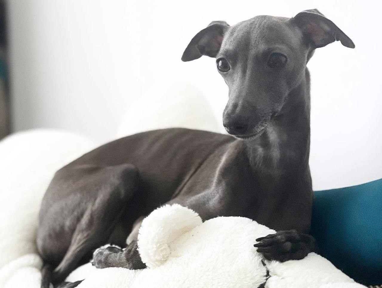 Asti Sapphire Sacred Universe. Профессиональный питомник левреток РКФ/FCI ASTI SAPPHIRE 💎 Сочи|Санкт-Петербург