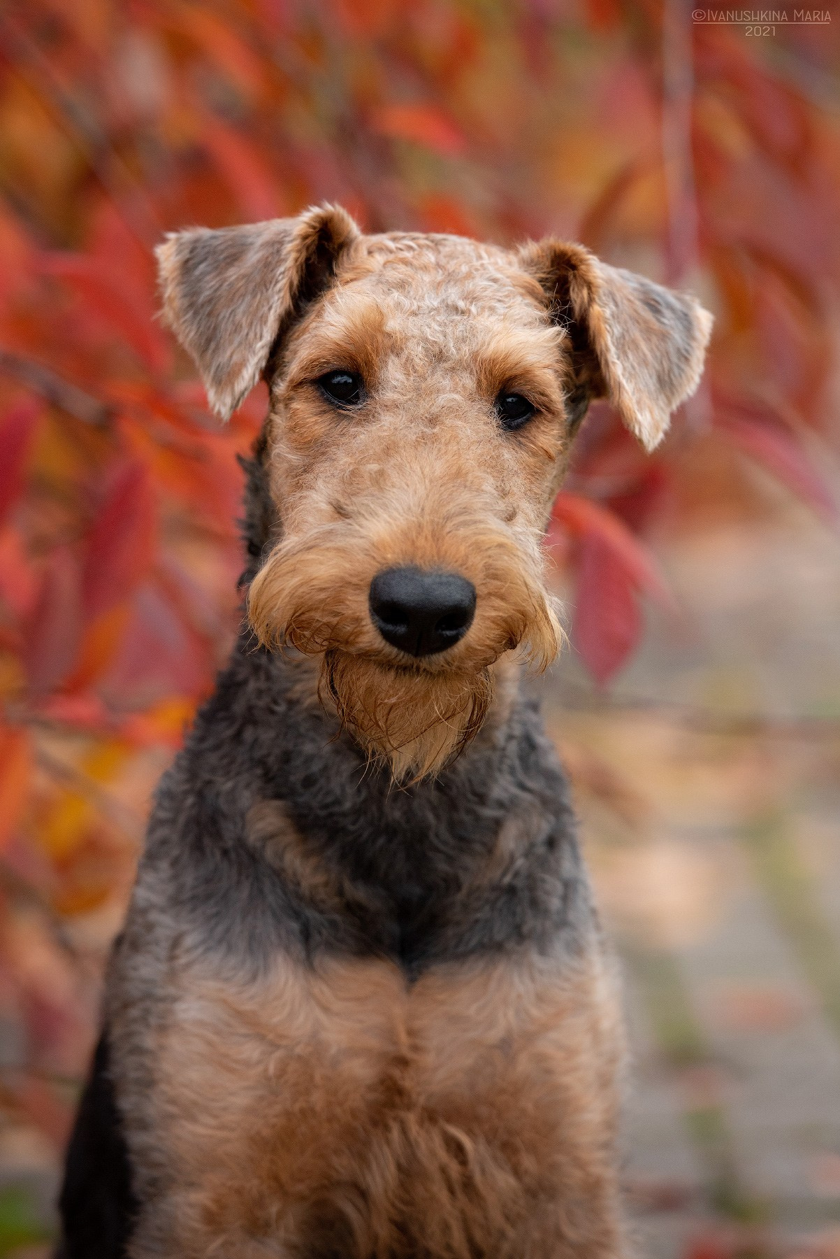 эрдельтерьер