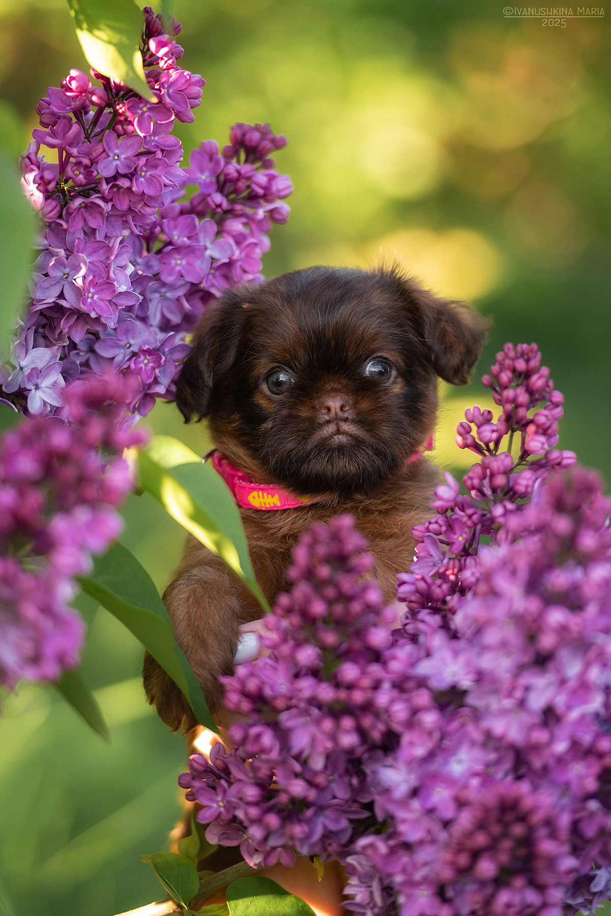 Фотосессия щенков на продажу. Фотограф собак в Москве и Московской области Иванушкина Мария