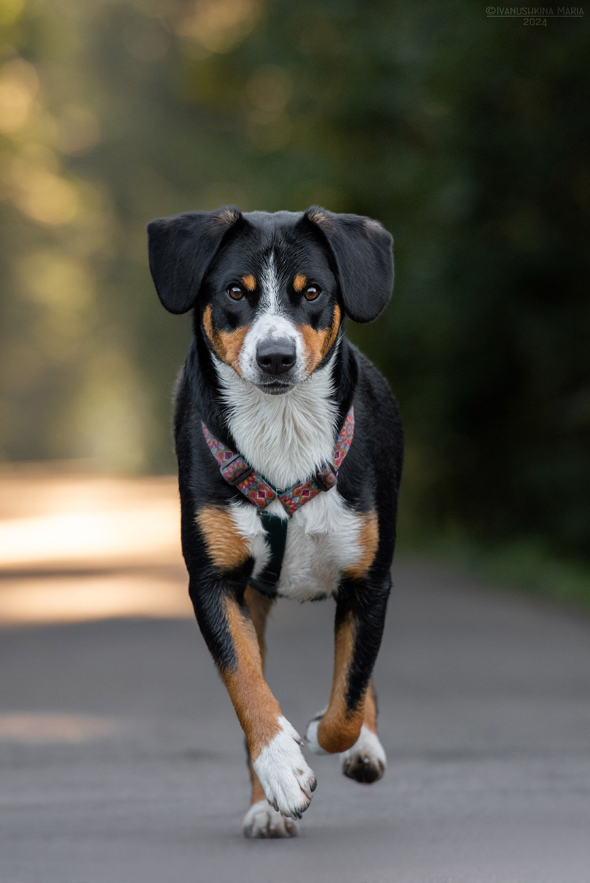 аппенцеллер зенненхунд