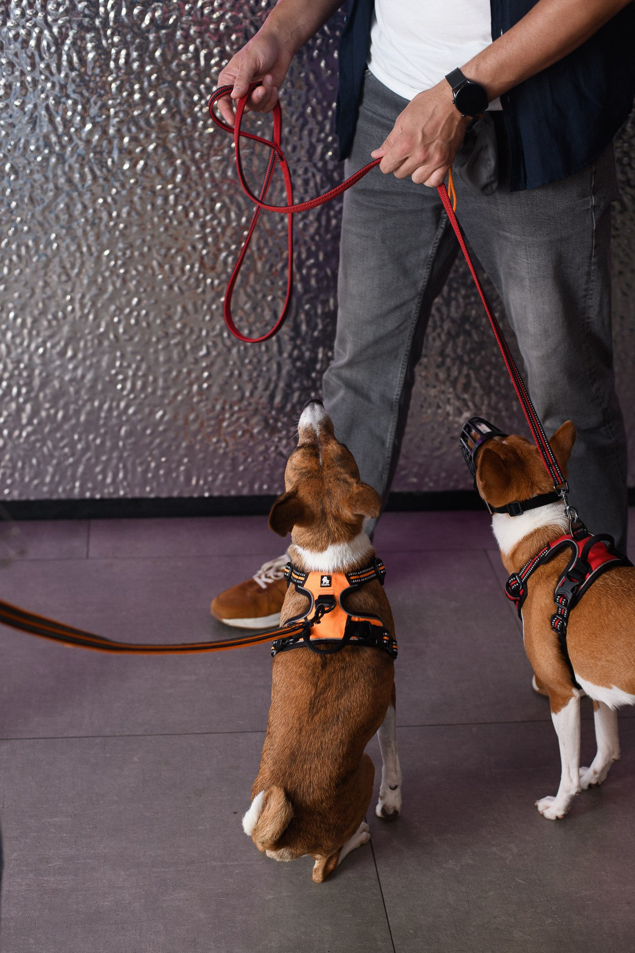 Basenji Help Fest 2025. Фотограф-анималист, Brand-фотограф в Москве Евгения Кононенко