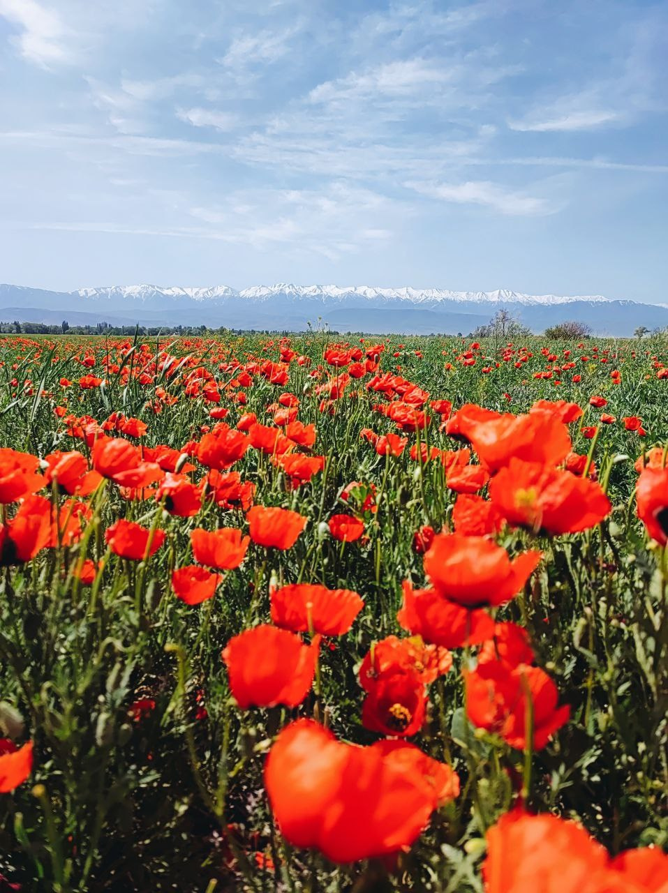Намобилкус казахский. Репортажный фотограф Алексей Пирязев