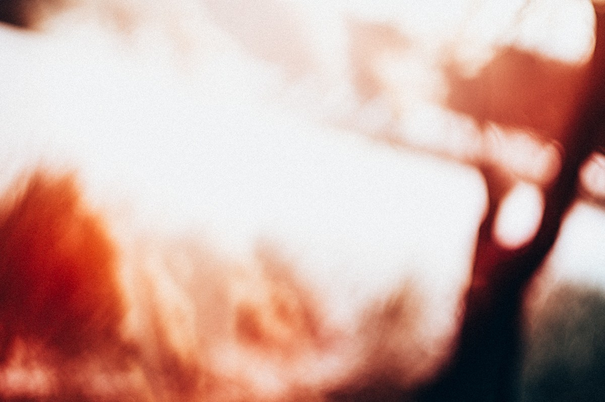 Magic forest. ПЕТР ПОПОВ | VISUAL ARTIST