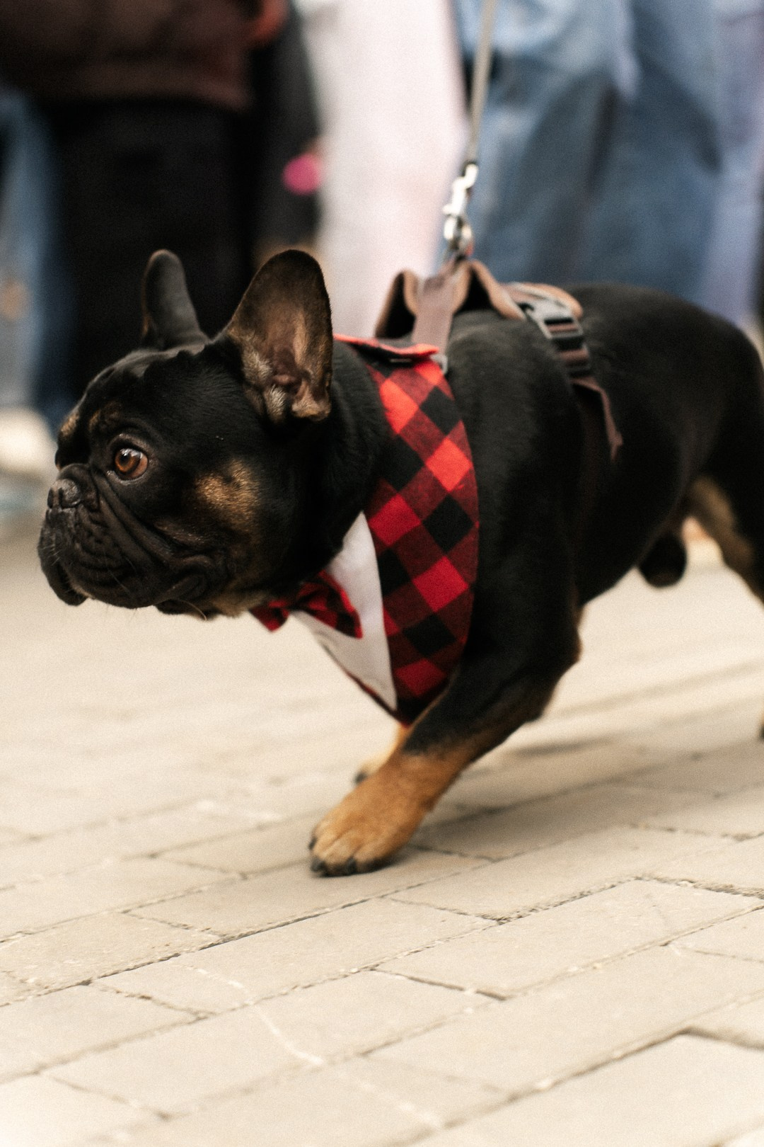 Парад Бульдогов. Axenov_eugene