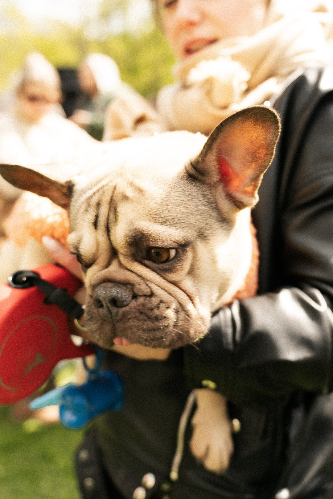 Парад Бульдогов. Axenov_eugene