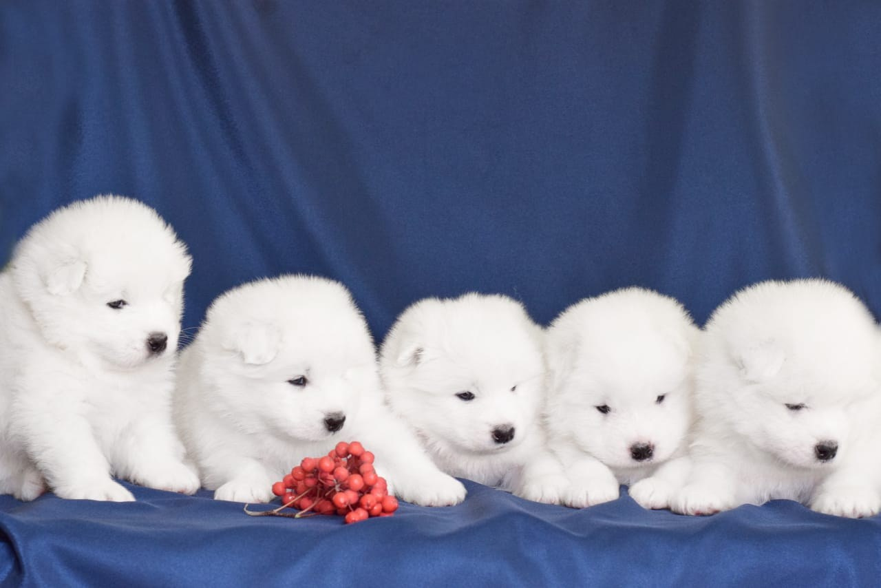 Помет «К» 17.09.2021 д. р. Самоед Новосибирск