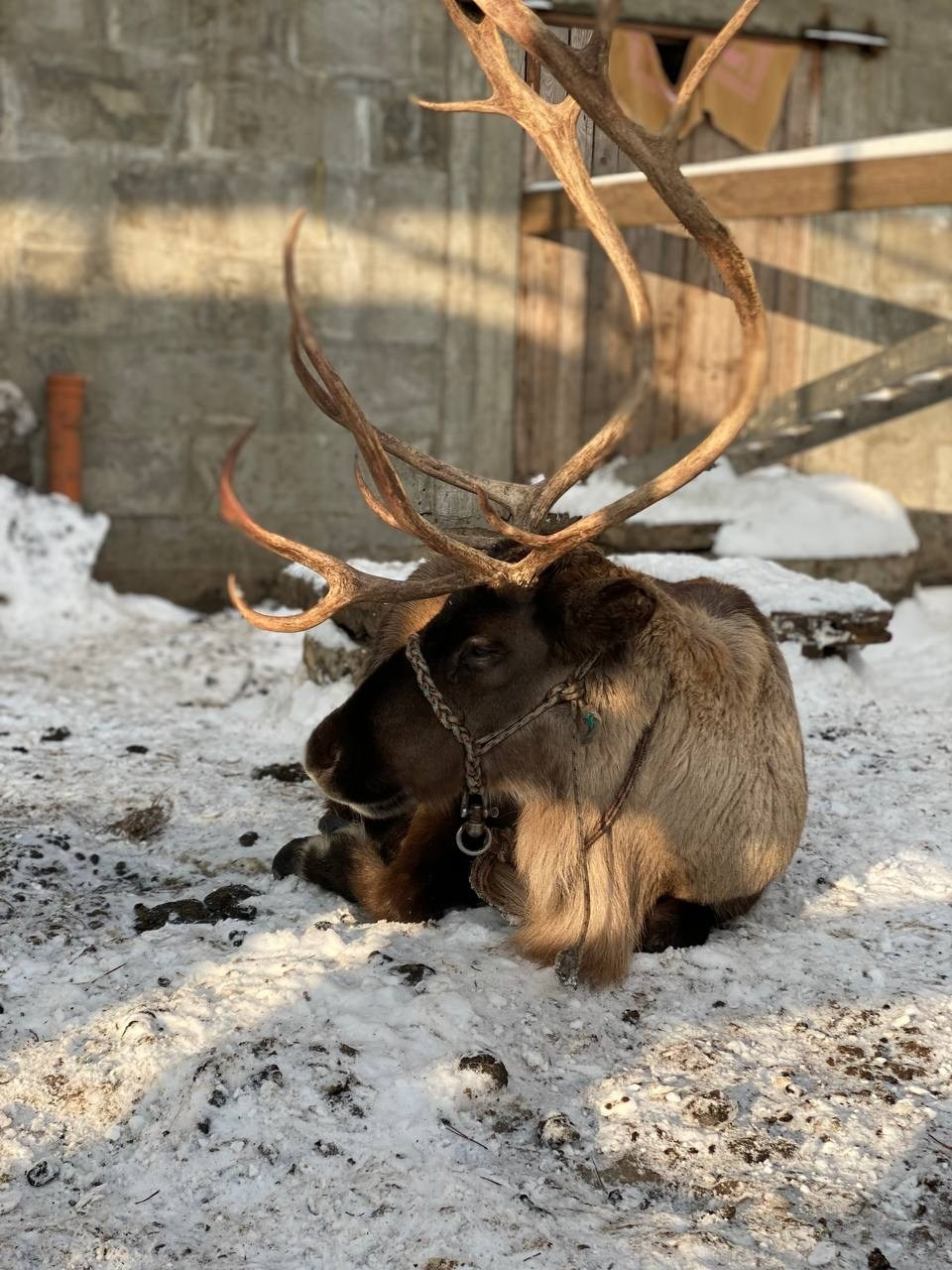 В гости к северным оленям | 02.12.2023. Галерея Фантим