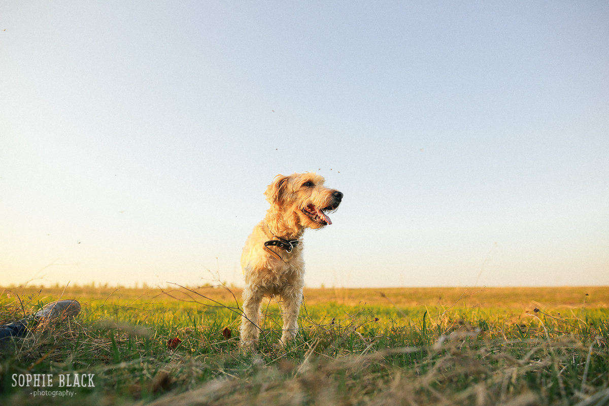 Солнечные. Соня Черных (sophieblack)