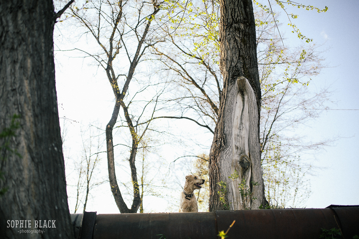 Солнечные. Соня Черных (sophieblack)