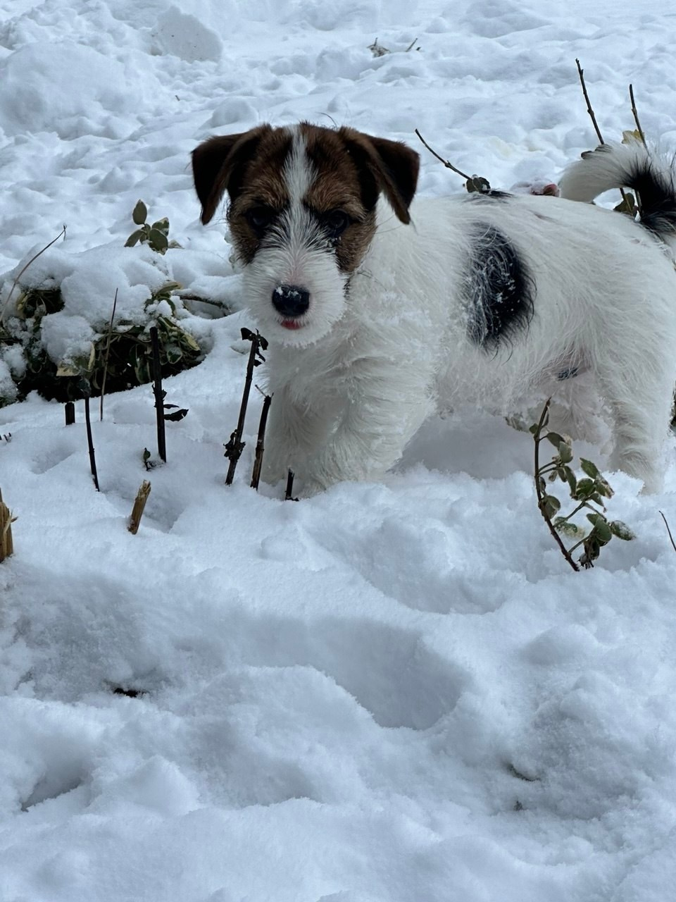BELIEVE ME. Lovely-Orange питомник джек рассел терьеров