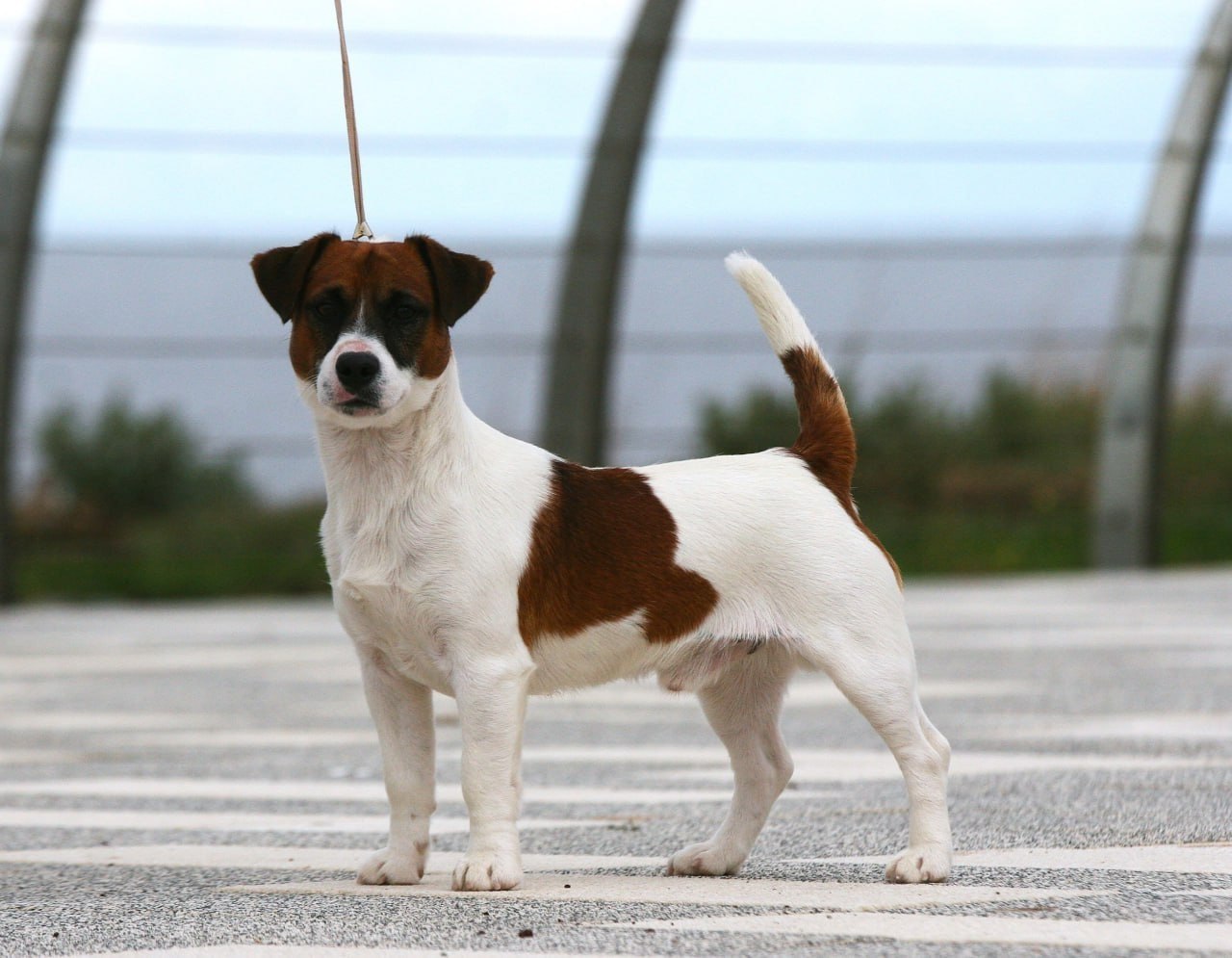 ADM'S DOGS GATSBY FOR LOVELY ORANGE. Lovely-Orange питомник джек рассел терьеров