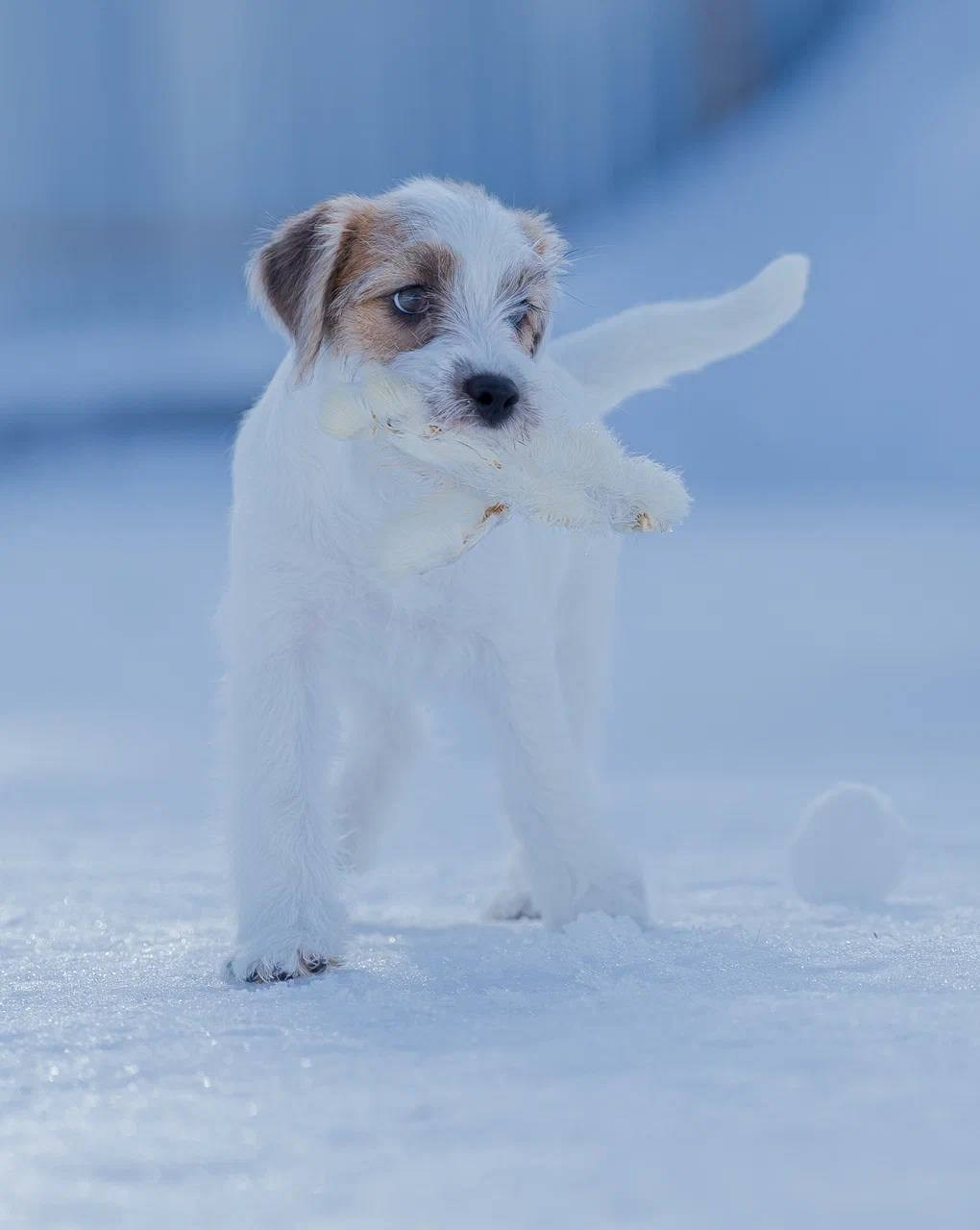 Сука 2. Lovely-Orange питомник джек рассел терьеров