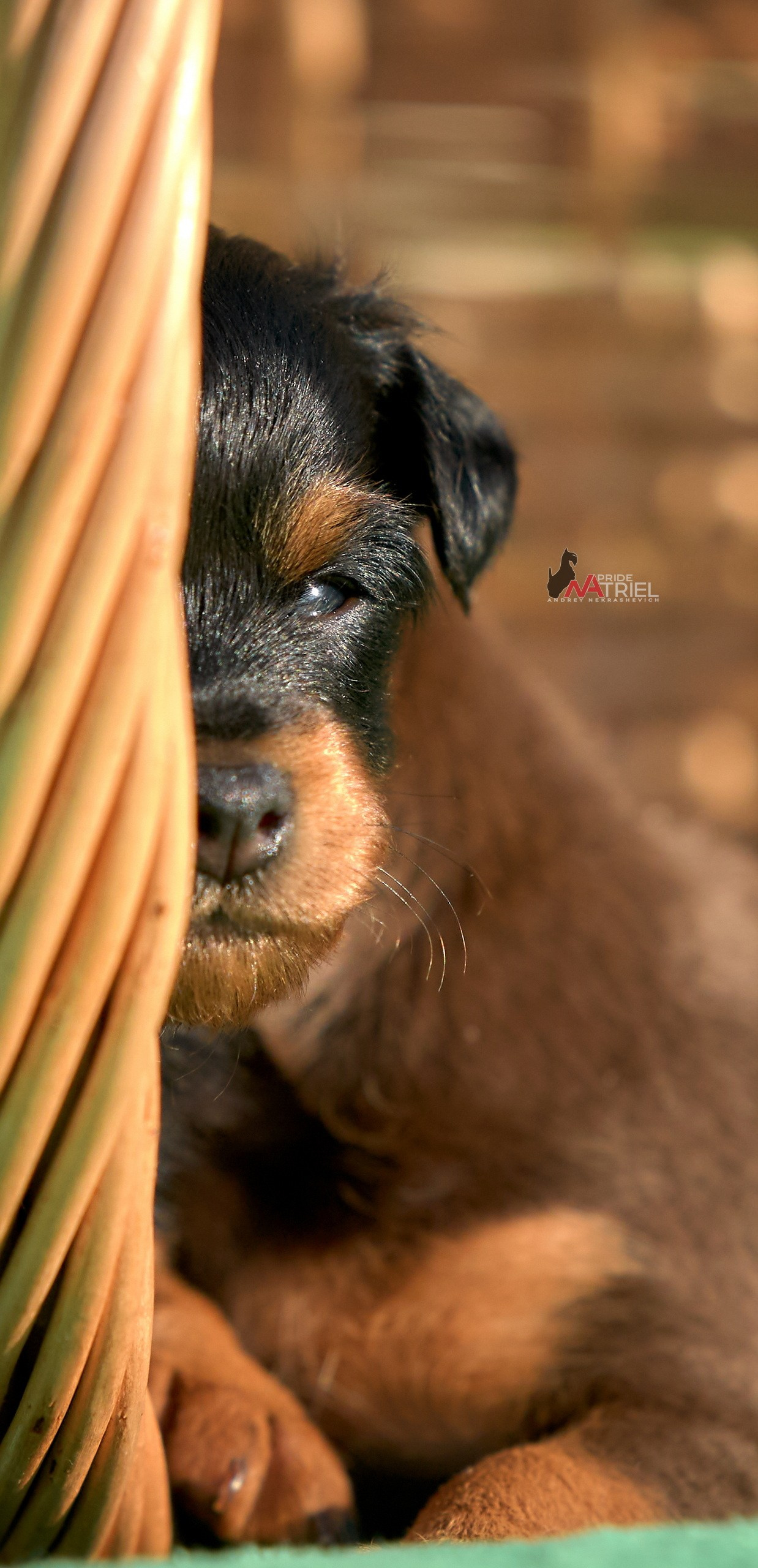 Щенки на прогулке — галерея NATRIEL