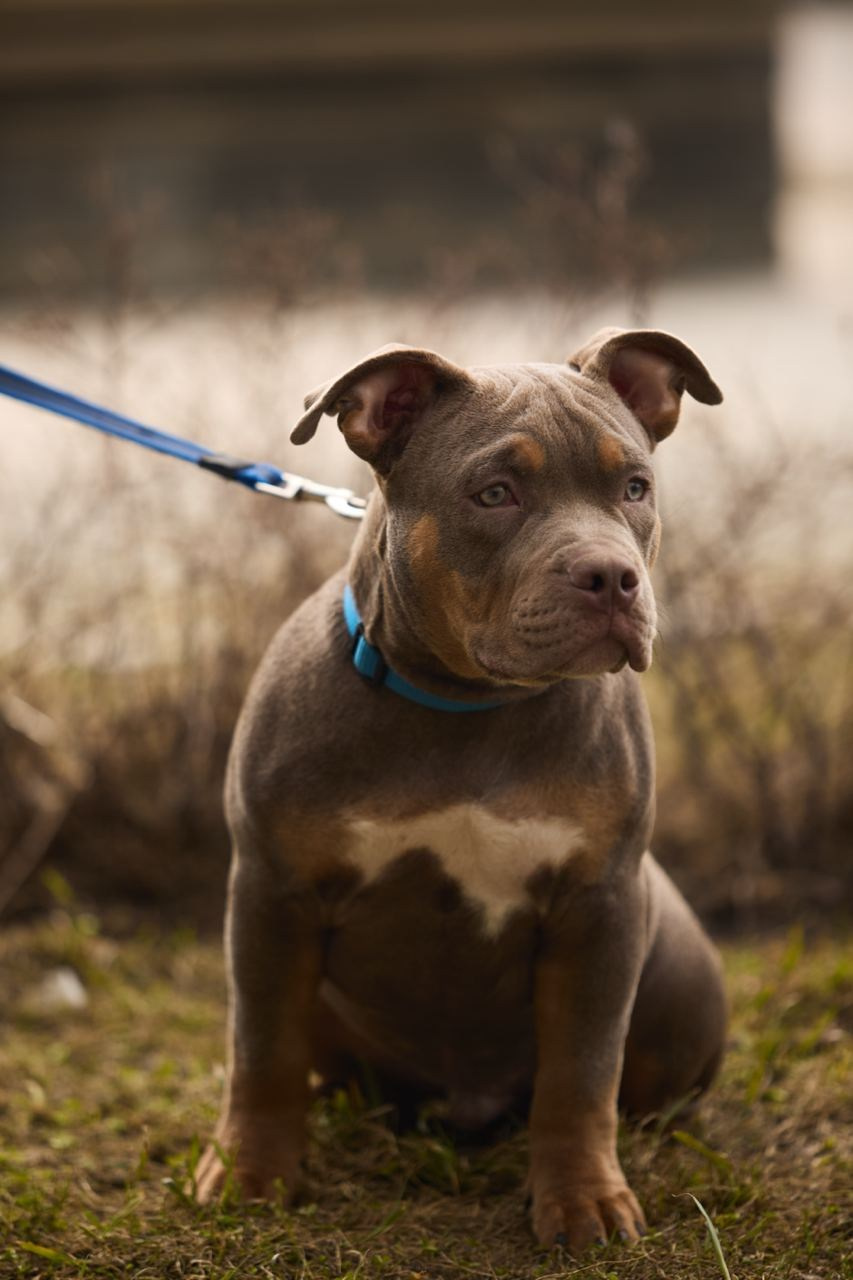 Фотосессия Kenzo. Buyvolenko Andrey