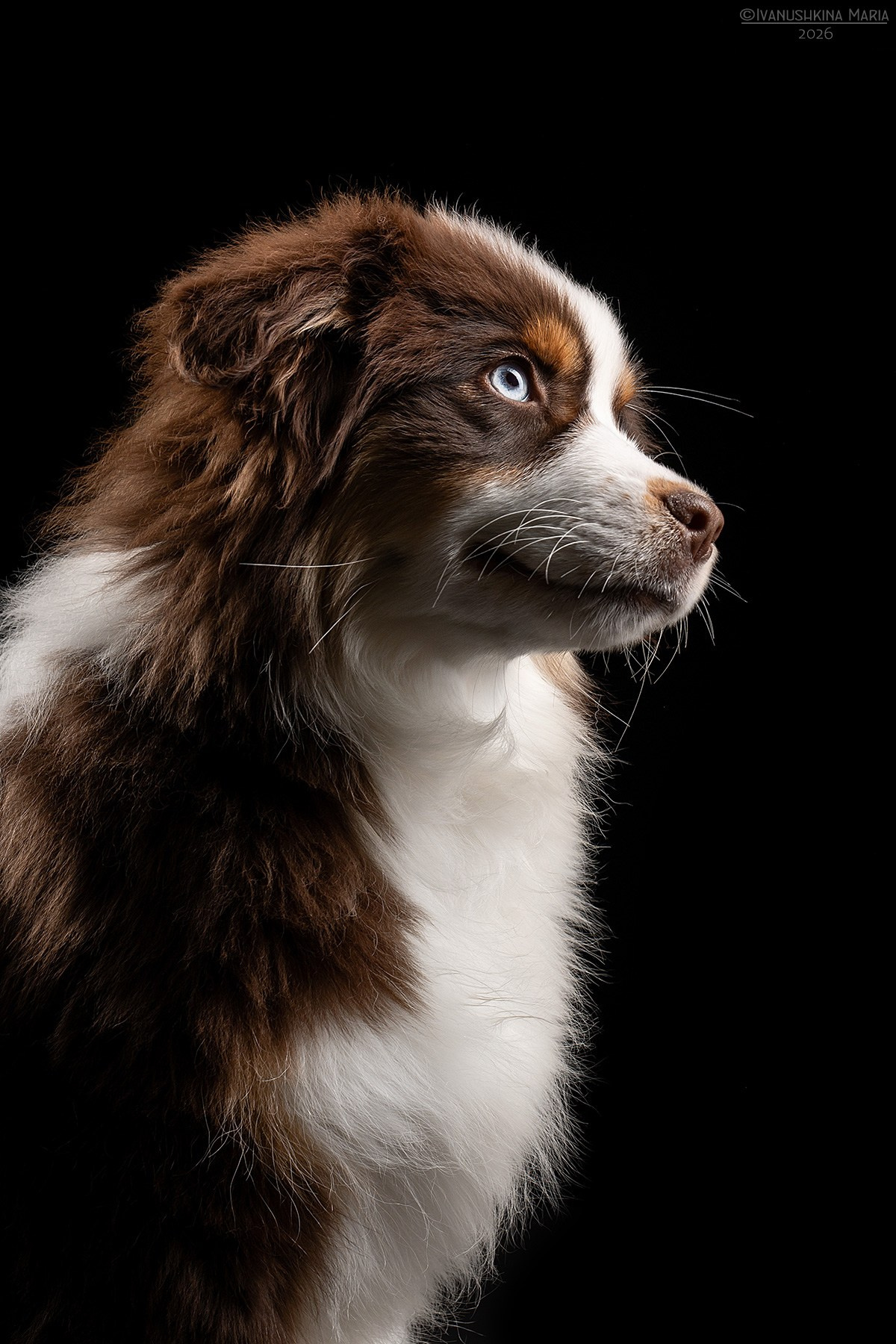 Фотосессия собаки в студии. Фотограф собак в Москве и Московской области Иванушкина Мария