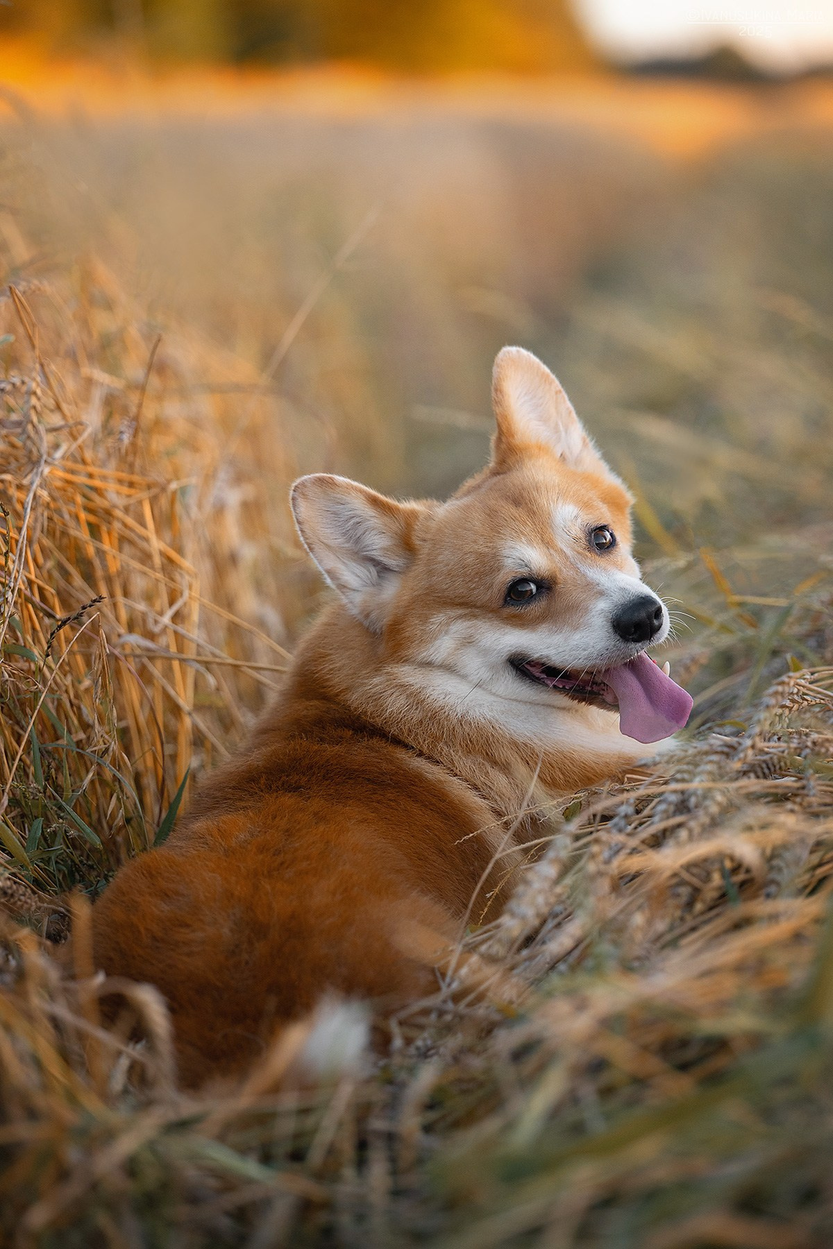 Фотограф-анималист. Фотограф собак в Москве и Московской области Иванушкина Мария