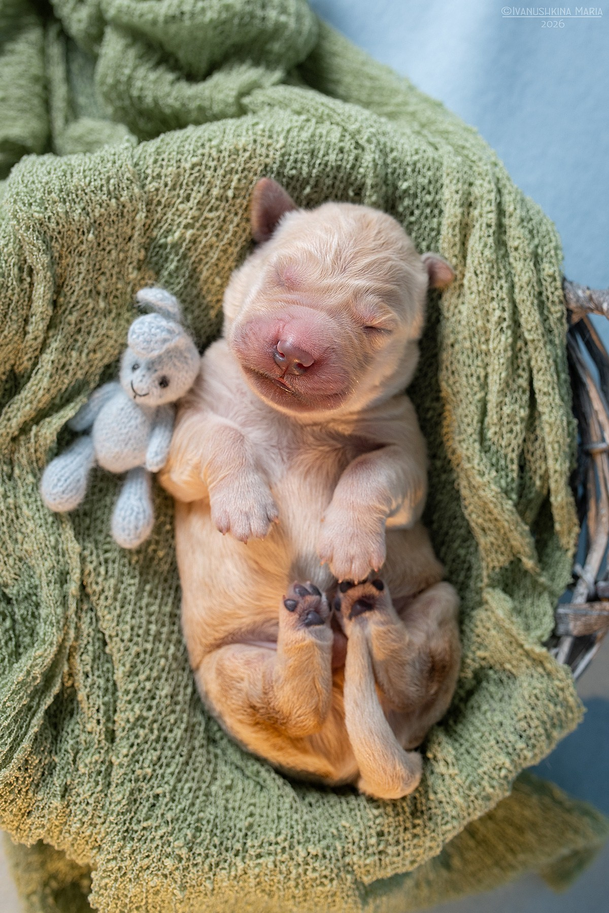 Ньюборн фотосессия щенков. Фотограф собак в Москве и Московской области Иванушкина Мария