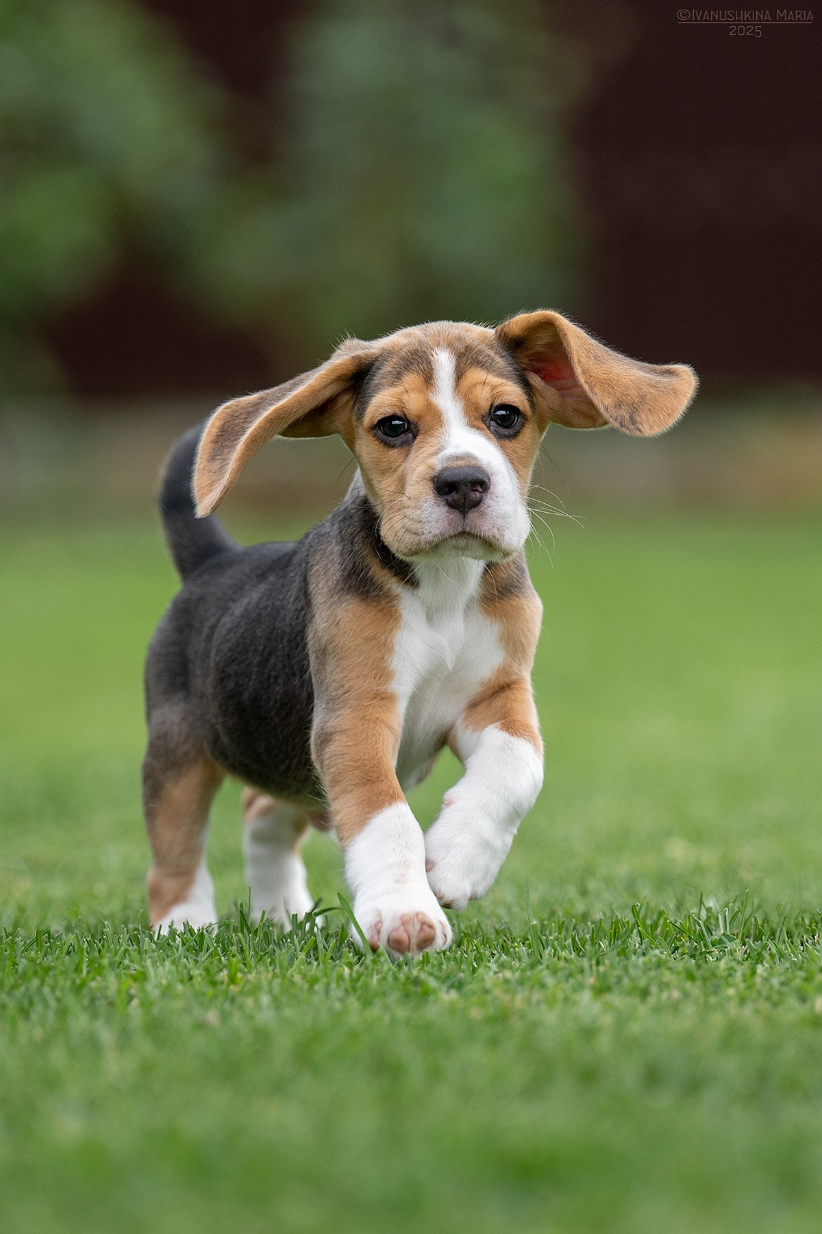Фотосессия щенков на продажу. Фотограф собак в Москве и Московской области Иванушкина Мария
