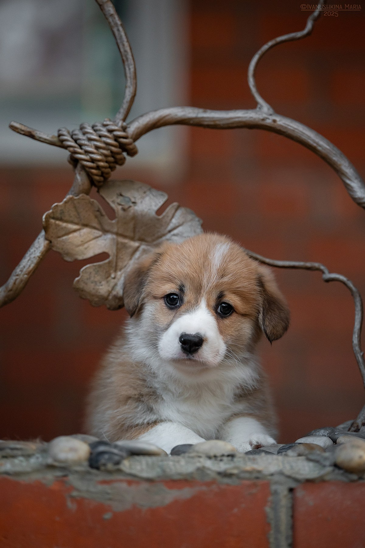 Фотосессия щенков на продажу. Фотограф собак в Москве и Московской области Иванушкина Мария