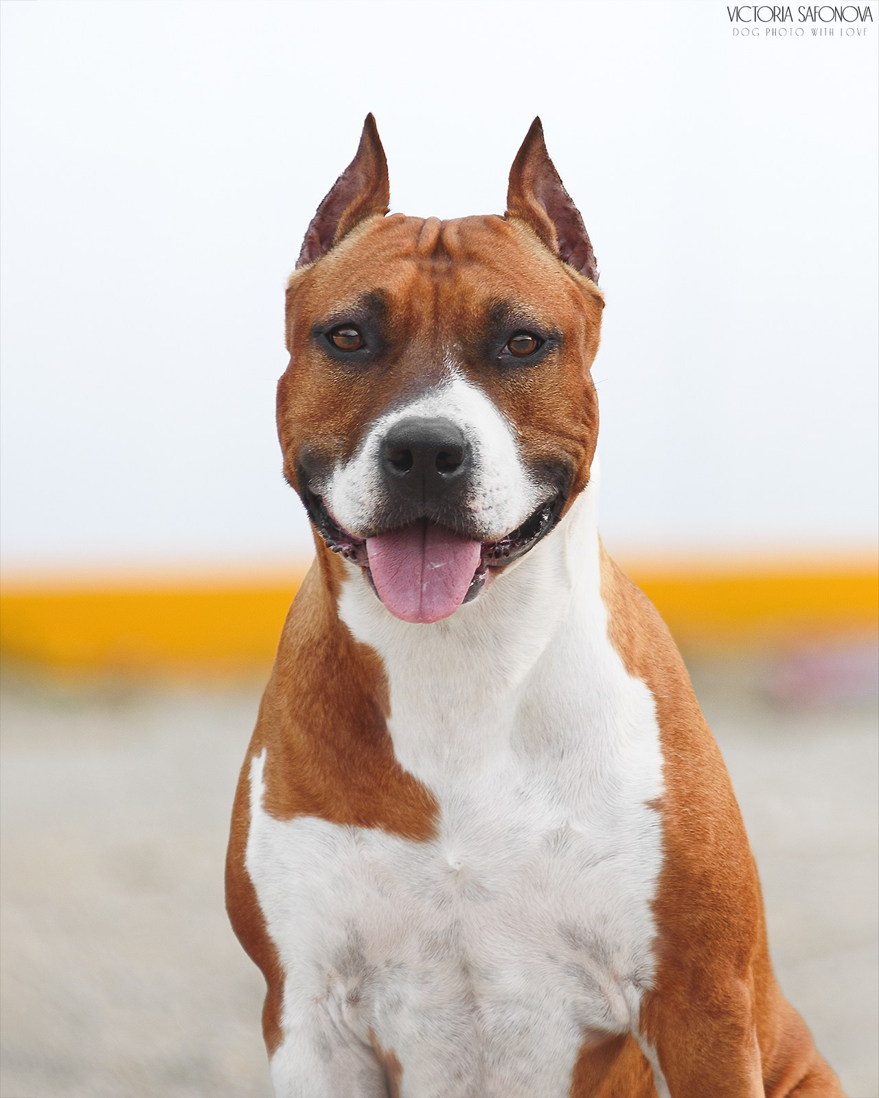 Американский стаффордширский терьер 19.06.2023. Фотограф анималист Благовещенск. Сафонова Виктория