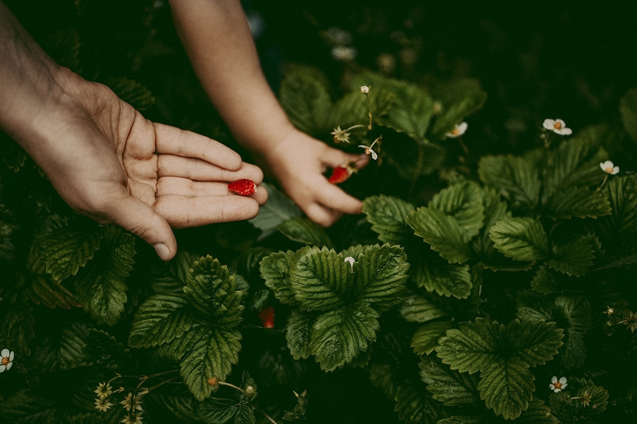 Яблоневый сад. Ася Краснова