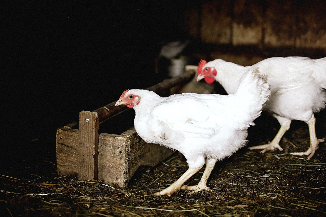 Дедушкина дача. Ася Краснова