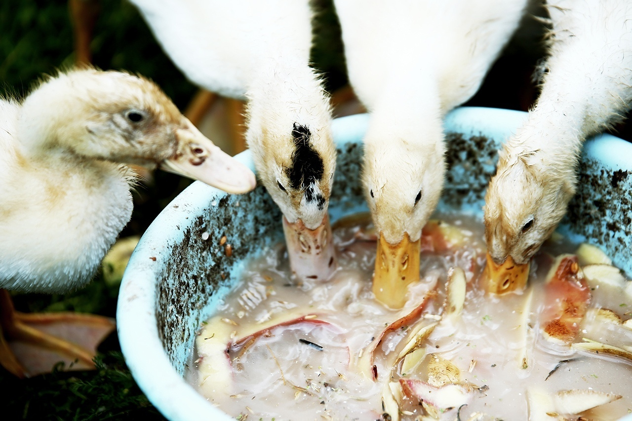 Дедушкина дача. Ася Краснова