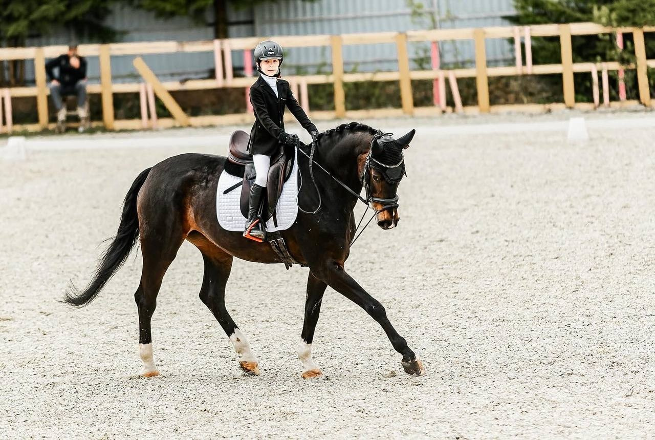 Кубок Московской области по выездке, КСК «Эквиторус». Конный фотограф Куракина Дарья • Фотосессии с лошадьми