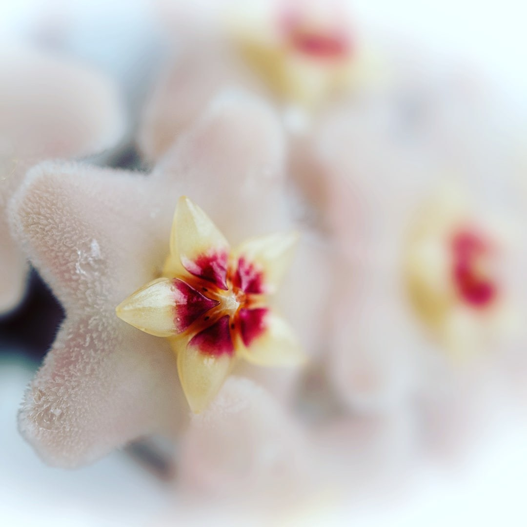 Разное. Fotolux