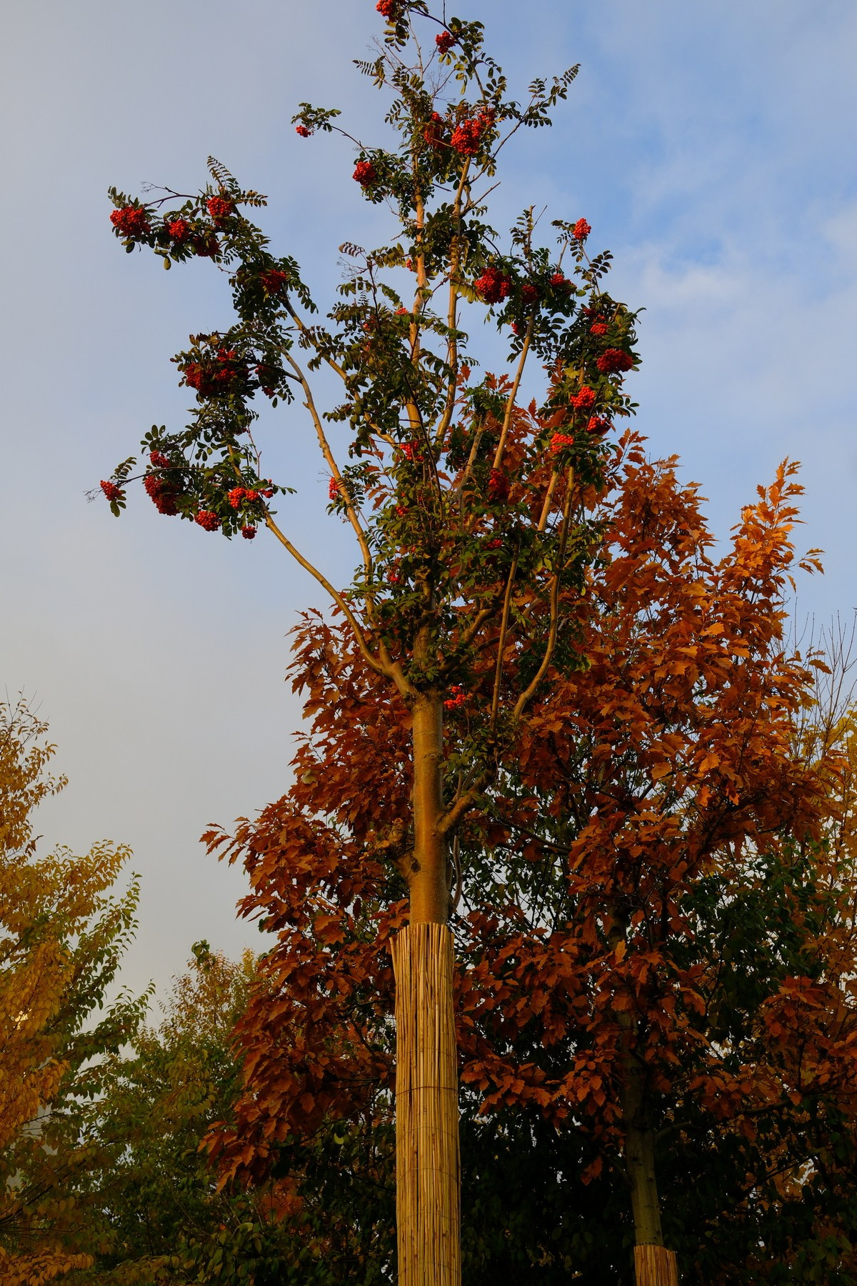 Улица, люди, жизнь…