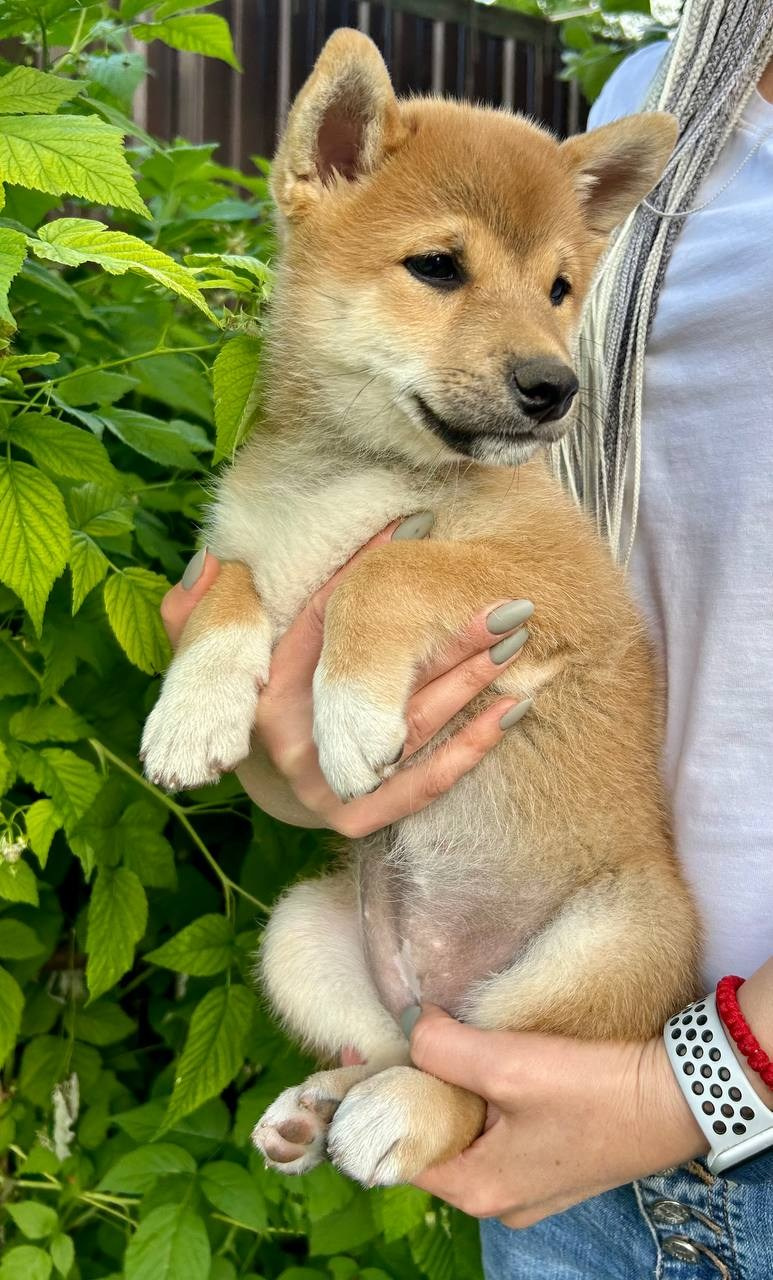 Сиба Rubylight Fumiko питомник Рубилайт