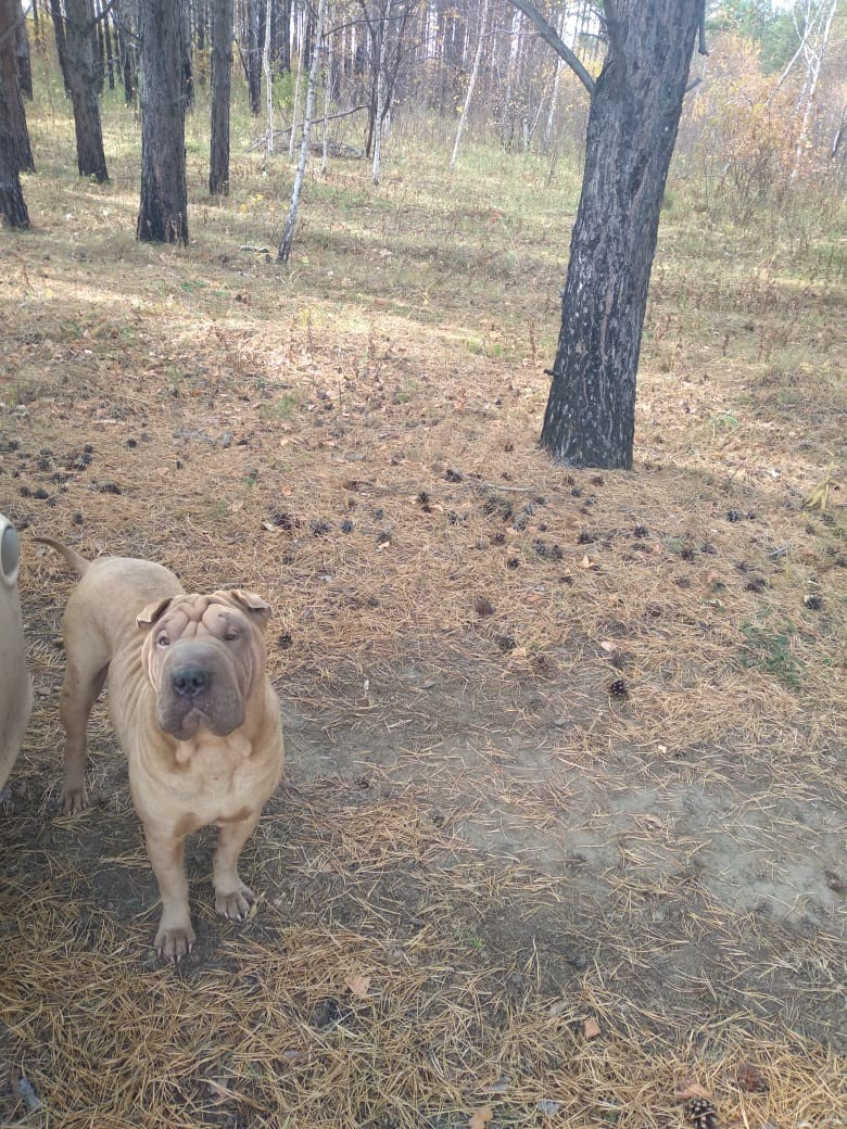 Купить Французского Бульдога Ростов-на-Дону, Купить щенка Французского бульдога Ростов-на-Дону, Питомник Французских Бульдогов Ростов-на-Дону,  Питомник Французский Бульдог Ростов-на-Дону, 