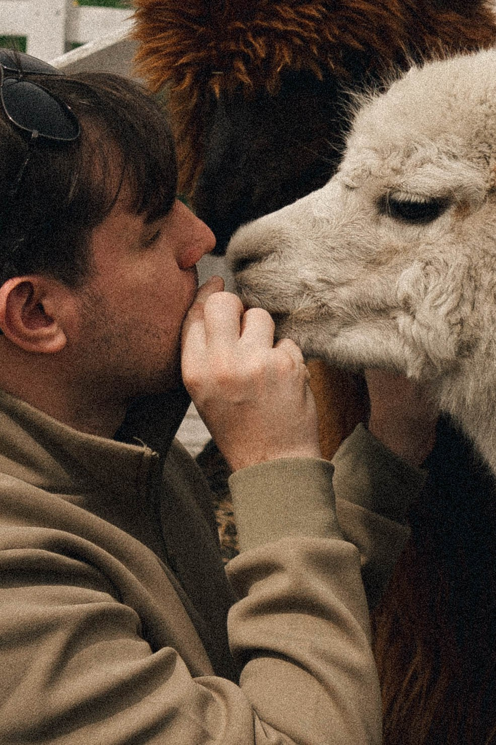 Ферма Альпак. Профессиональный фотограф, Санкт-Петербург — Виктория Богомолова